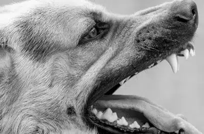 dog bites